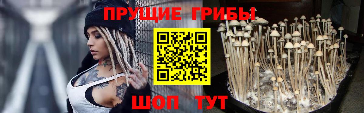 Кстово  Псилоцибиновые грибы прущие грибы  даркнет сайт  Псилоцибиновые грибы мицелий  Вход с VPN 